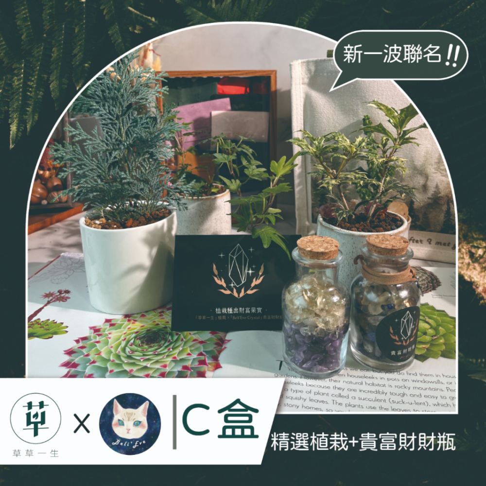 療癒寶石盒-植栽C盒