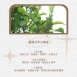 『脈輪普洱茶』30年自有茶山茶廠合作 自然發酵普洱茶 熟茶 盒裝10包 可企業大量訂購